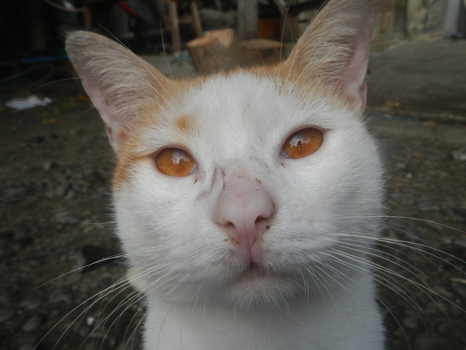 14 Hidden Behaviors That Rescue Cats Show When They’re Healing