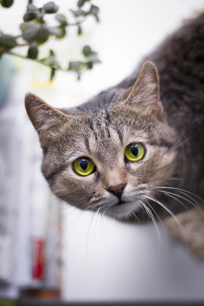 Natural Curiosity and Intelligence (image credits: rawpixel)