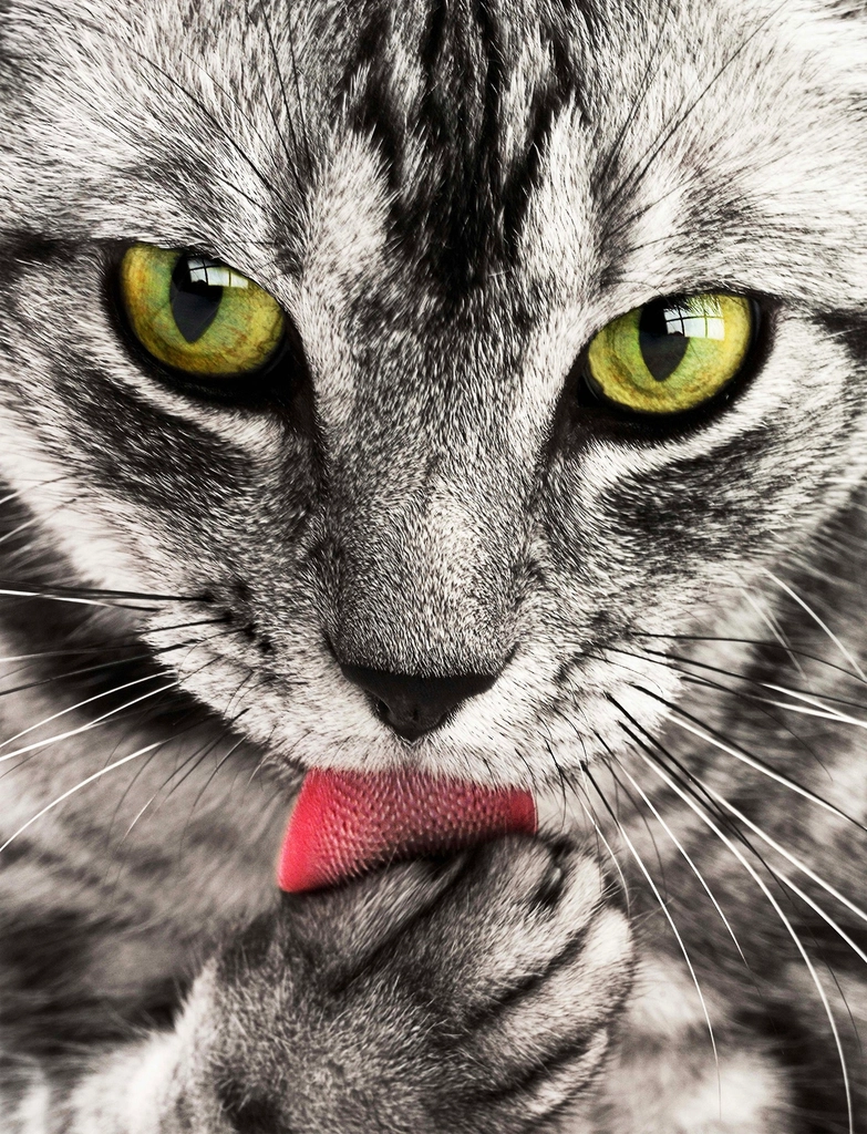 Easygoing Grooming Needs (image credits: rawpixel)