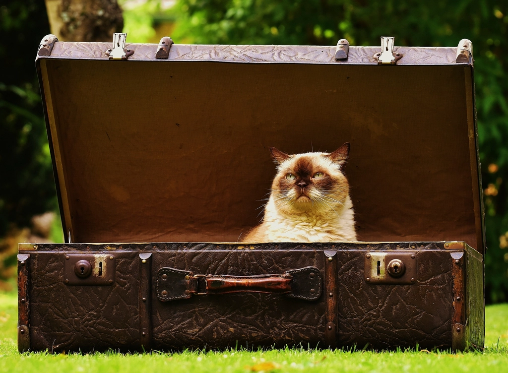Training Potential—Yes, You Can Teach a Cat! (image credits: rawpixel)