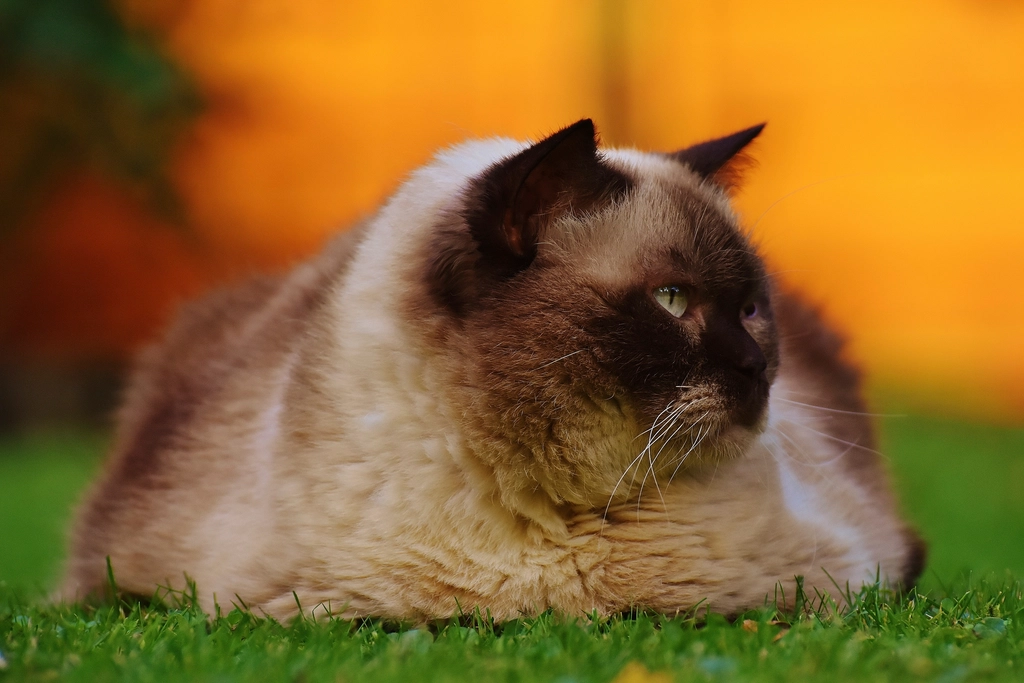 A Cat Breed That Changes Minds (image credits: rawpixel)
