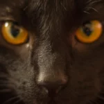 What Cat Breeds Sleep Closest to Their Humans?