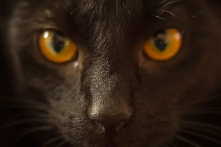 What Cat Breeds Sleep Closest to Their Humans?