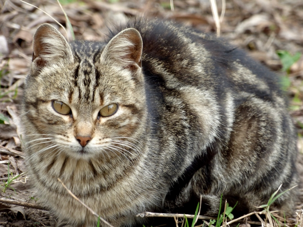 Manx Cats: Loyal and Playful (image credits: rawpixel)