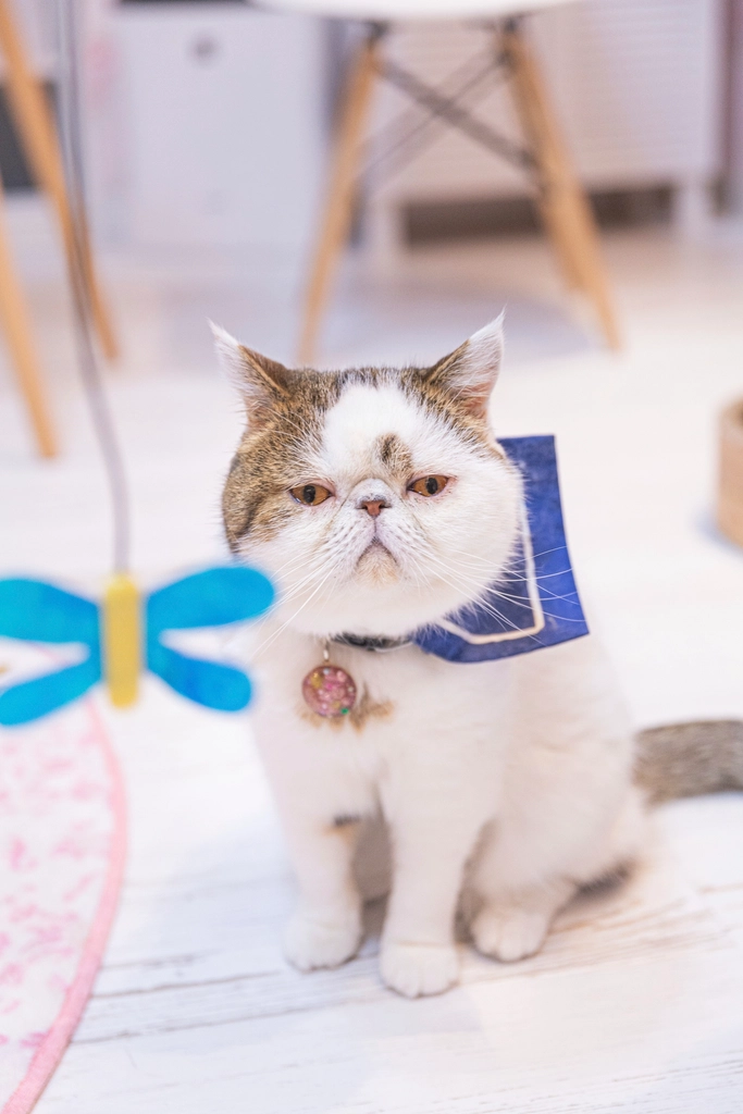 Exotic Shorthair: Quiet but Attached (image credits: rawpixel)