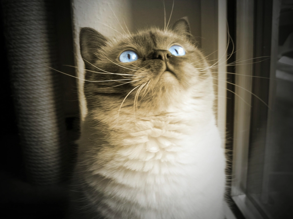 Ragdolls: The Ultimate Cuddlers (image credits: rawpixel)