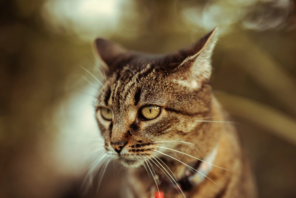 Abyssinians: The Adventurous Lovers (image credits: rawpixel)
