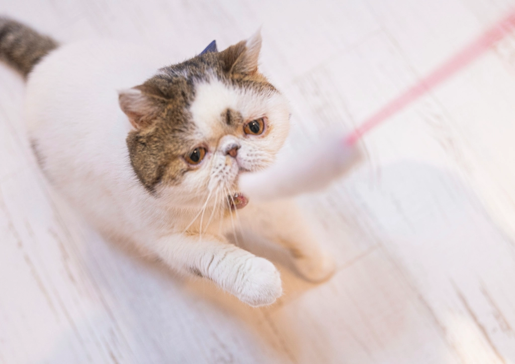 Exotic Shorthairs: The Sweethearts in Disguise (image credits: rawpixel)