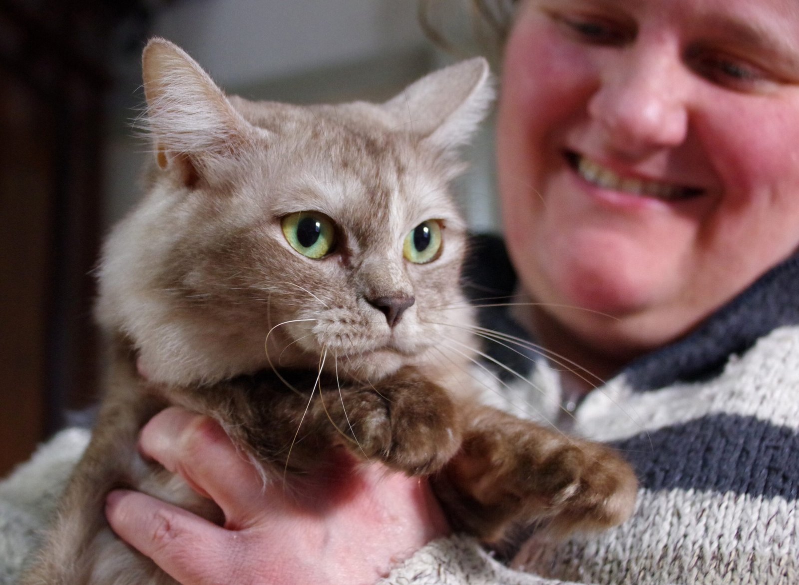 Burmese: The Velcro Cat That Clings Closer (image credits: wikimedia)