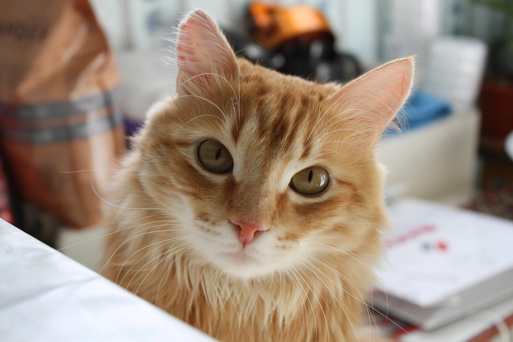 How to Respect a Cat’s Unique Personality (image credits: rawpixel)