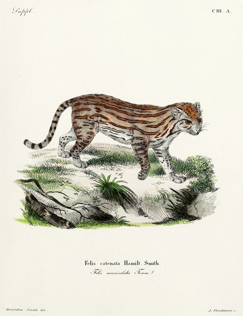 Marbled Cat: The Elusive Embracer (image credits: rawpixel)