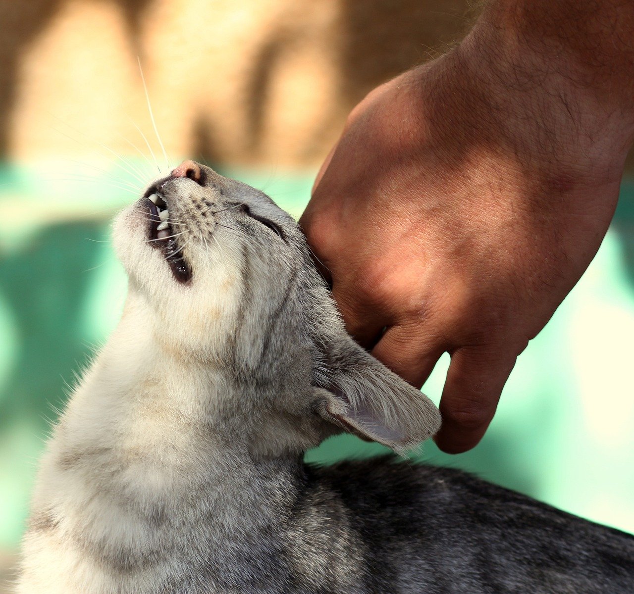 Stress Relief: How Cats Use Humans to Calm Down (image credits: pixabay)