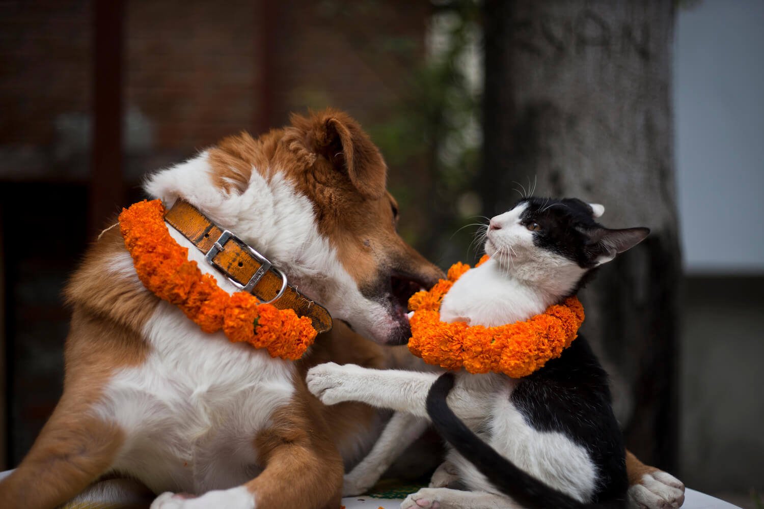 Other Pets: Navigating Relationships (image credits: wikimedia)