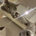 8 Feline Reactions That Mean "You’re My Safe Space"