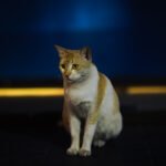 How to Support a Cat That Bonds Differently