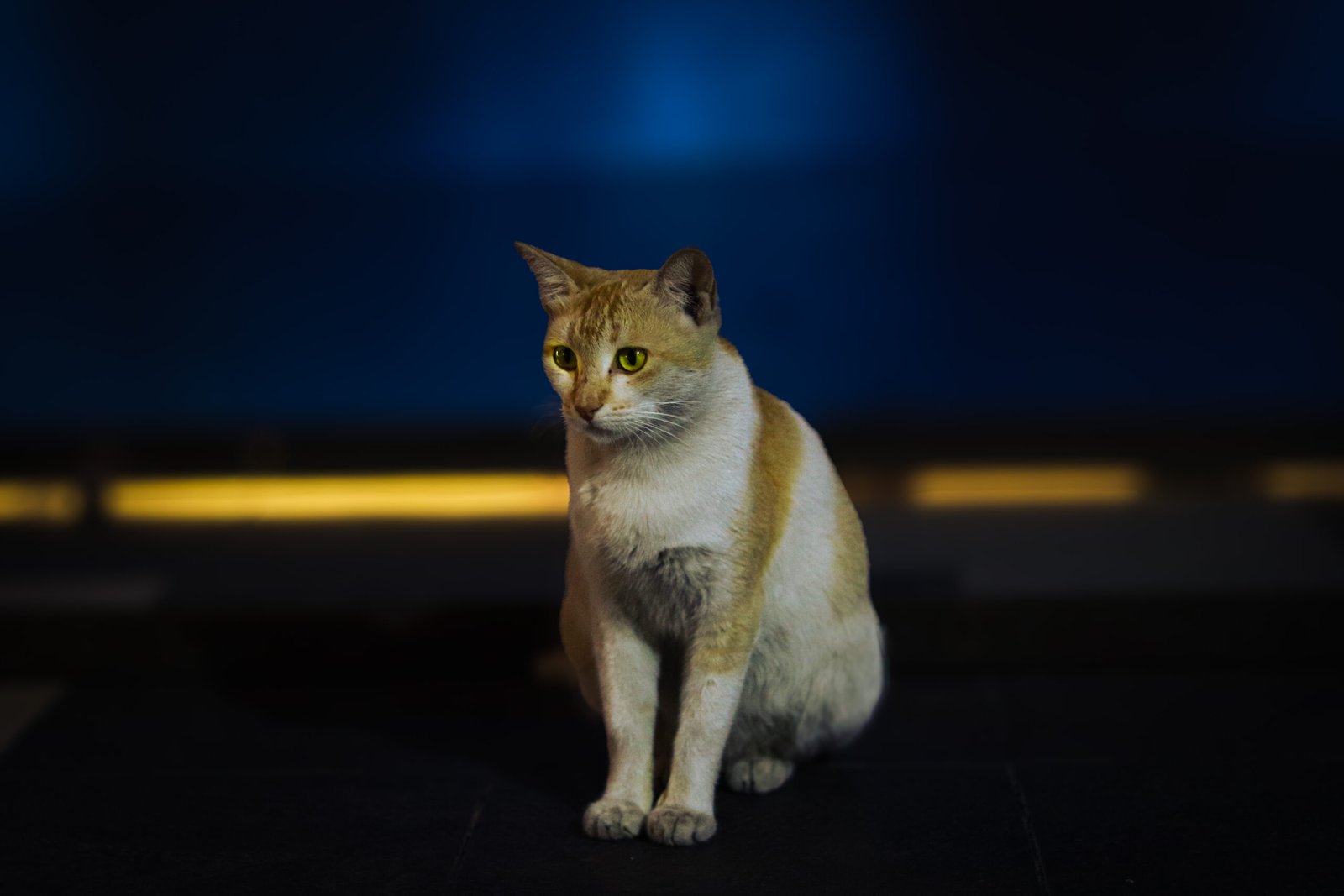 How to Support a Cat That Bonds Differently