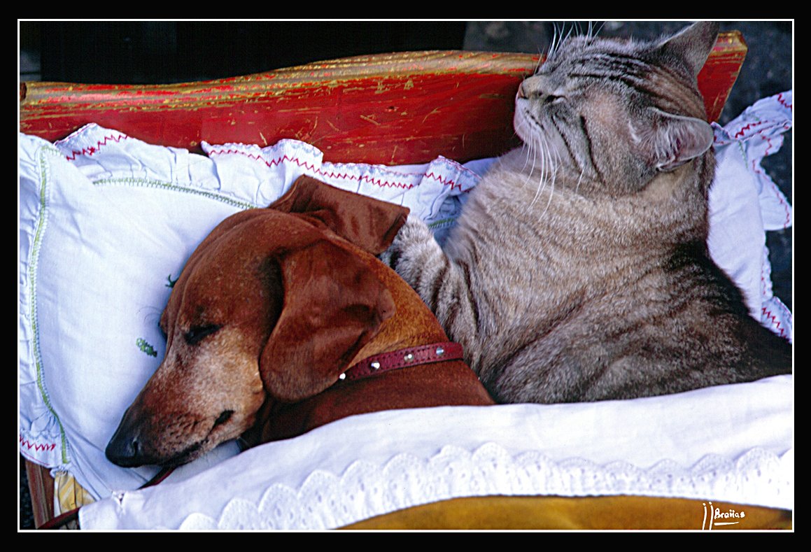 Sharing Space with Other Pets (image credits: wikimedia)