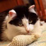 What It Means When Your Cat Brings You the Same Toy