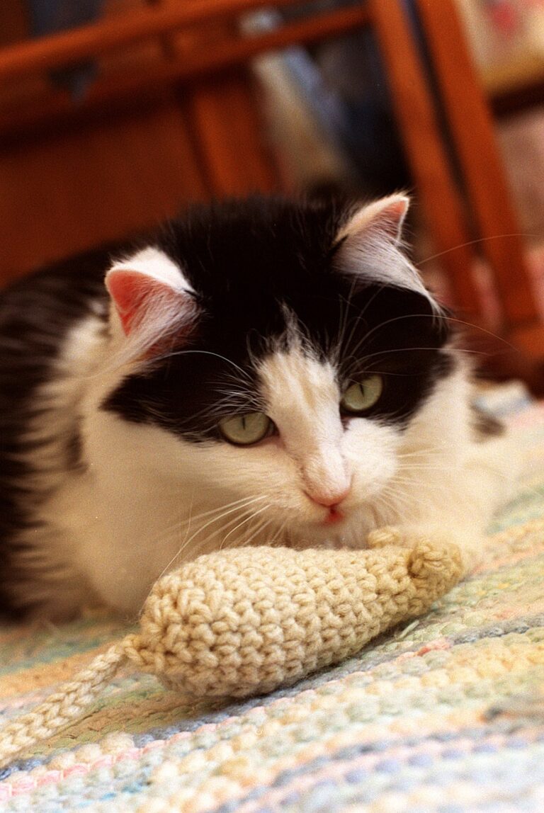 What It Means When Your Cat Brings You the Same Toy