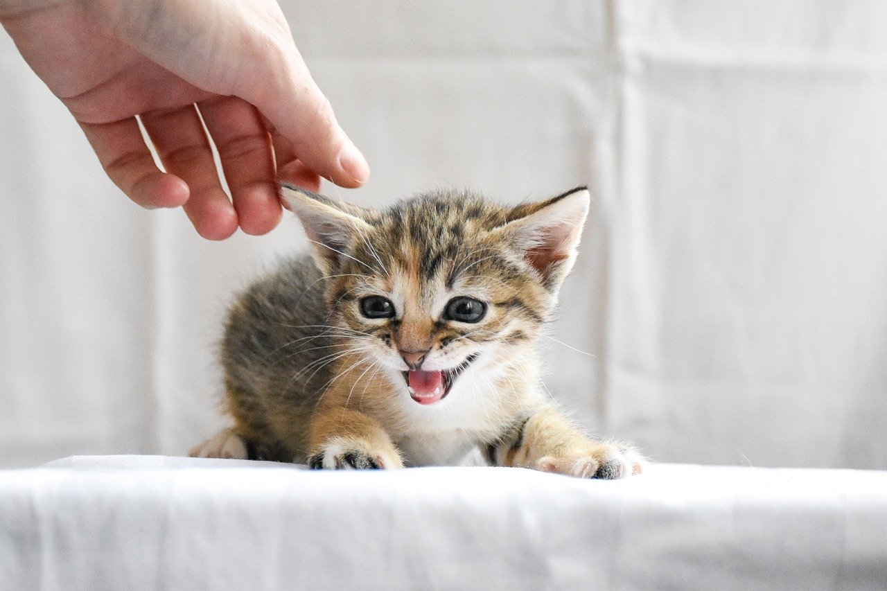 How Kittens Learn to Blink (image credits: pixabay)