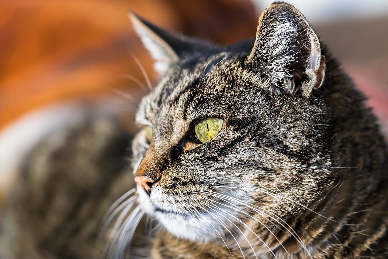 When Blinking Means Something Else (image credits: pixabay)