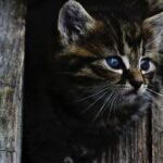 How to Help a Cat Who Seems Distant but Loyal