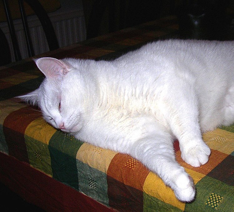 Avoiding Overstimulation (image credits: wikimedia)