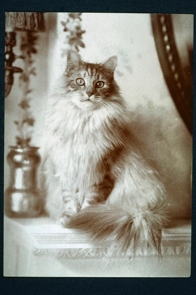 Ragdoll: The Relaxed, Go-With-the-Flow Feline (image credits: rawpixel)