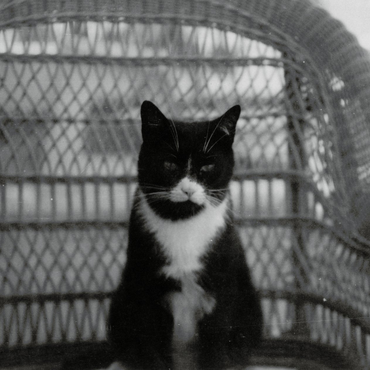 Breaking the Rules to Find Their Owner (image credits: wikimedia)