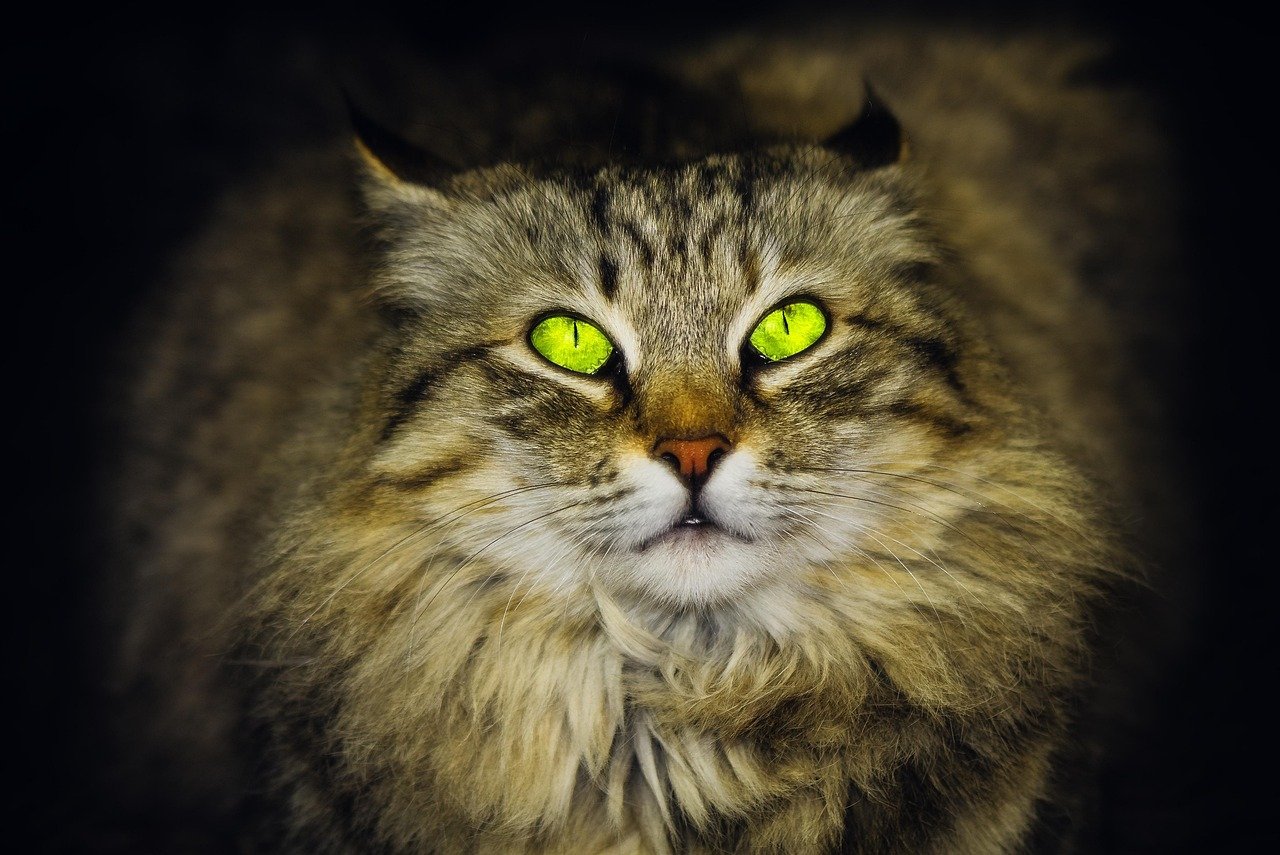 Protecting Other Pets (image credits: pixabay)