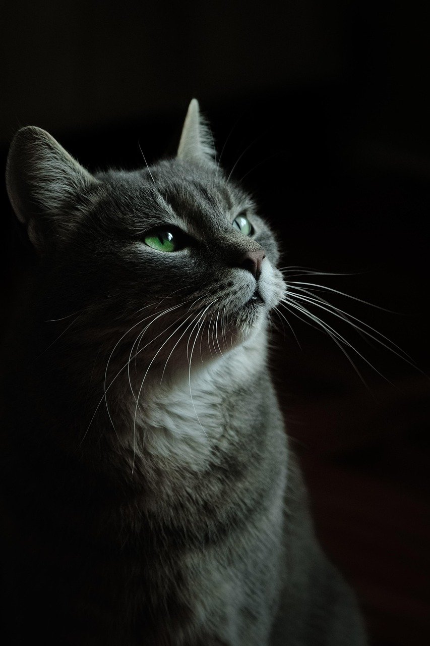 New Objects or Smells in the House (image credits: pixabay)