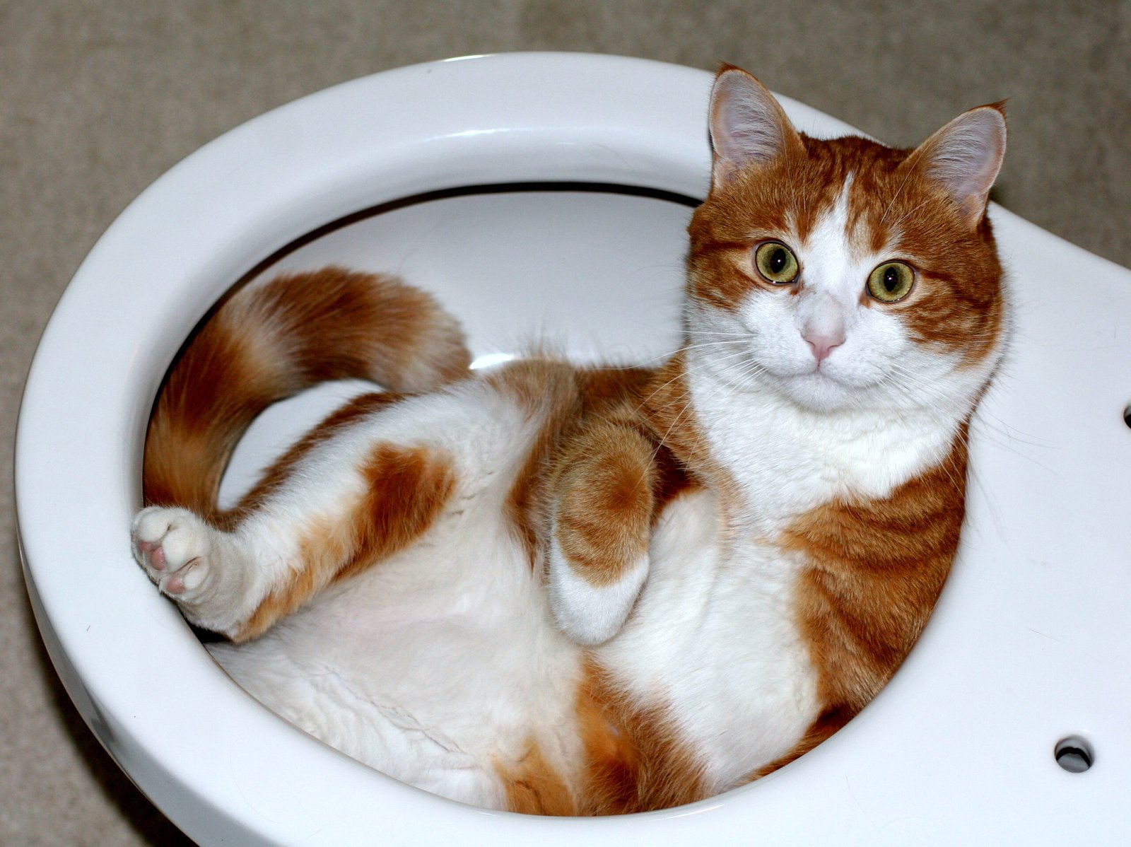 Quiet, Contented Purring (image credits: wikimedia)