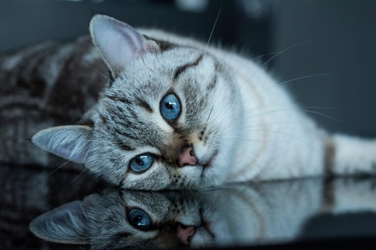 8 Quiet Signs a Cat Is Ready to Be Touched
