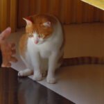 10 Little Ways Cats Say "I Need You Nearby"