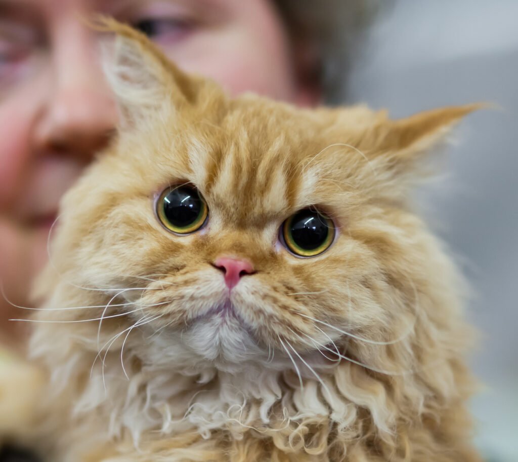 Selkirk Rex: Consistency Calms Their Curls