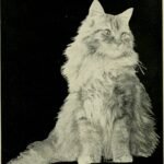 7 Quiet Signs That a Cat Is Fully Settled at Home