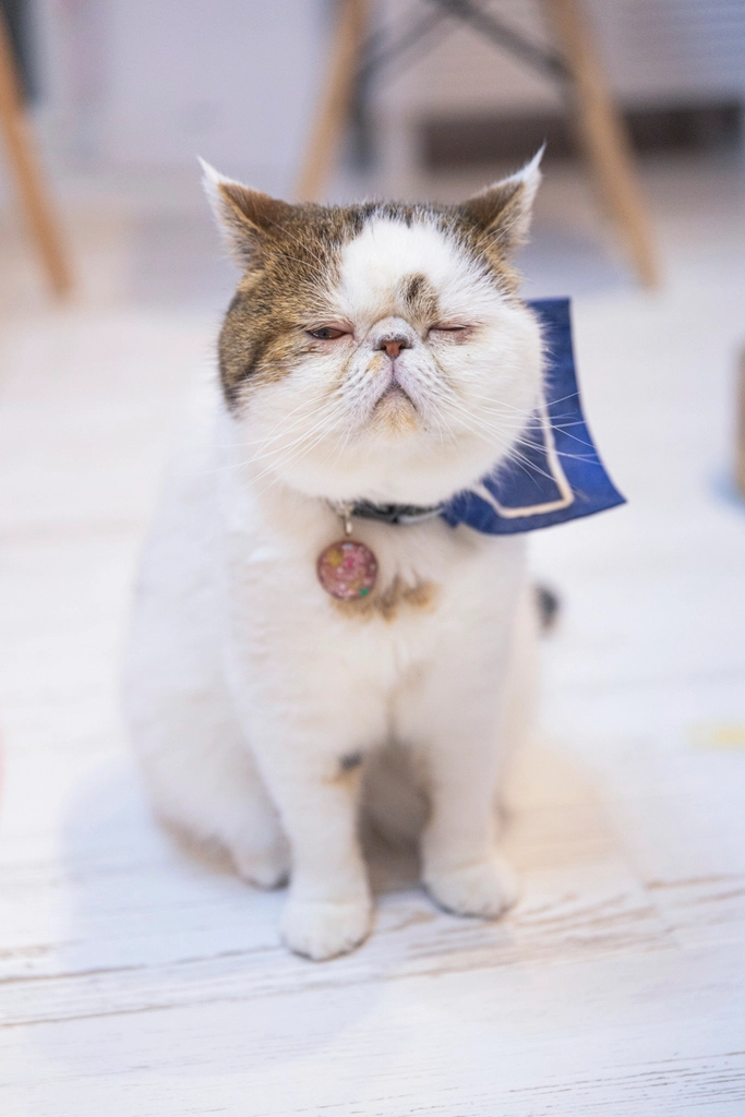 The Joy of Coming Home to an Exotic Shorthair (image credits: rawpixel)