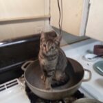 Why Cats Are Better Than Dogs at Building Emotional Routines