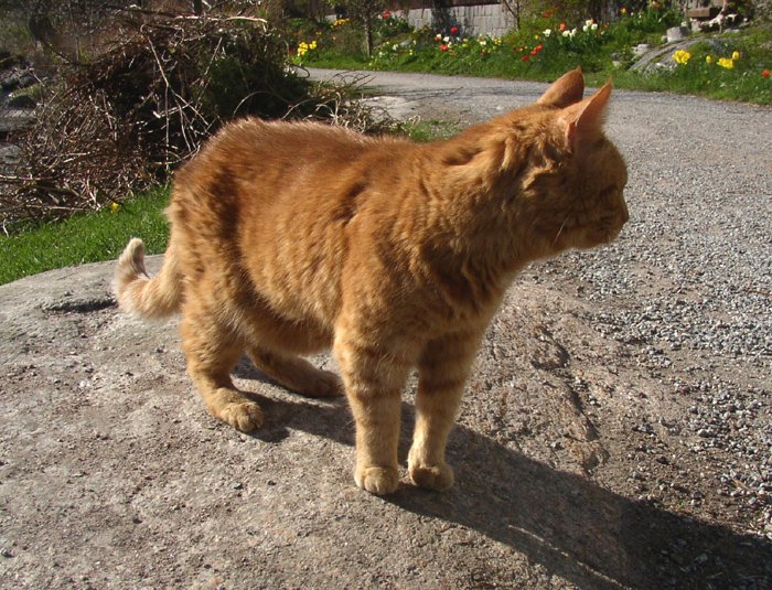 Appreciation for Gentle Interaction (image credits: wikimedia)