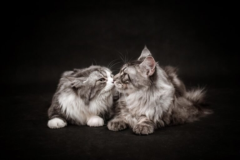 10 Emotional Shifts That Make Senior Cats More Affectionate