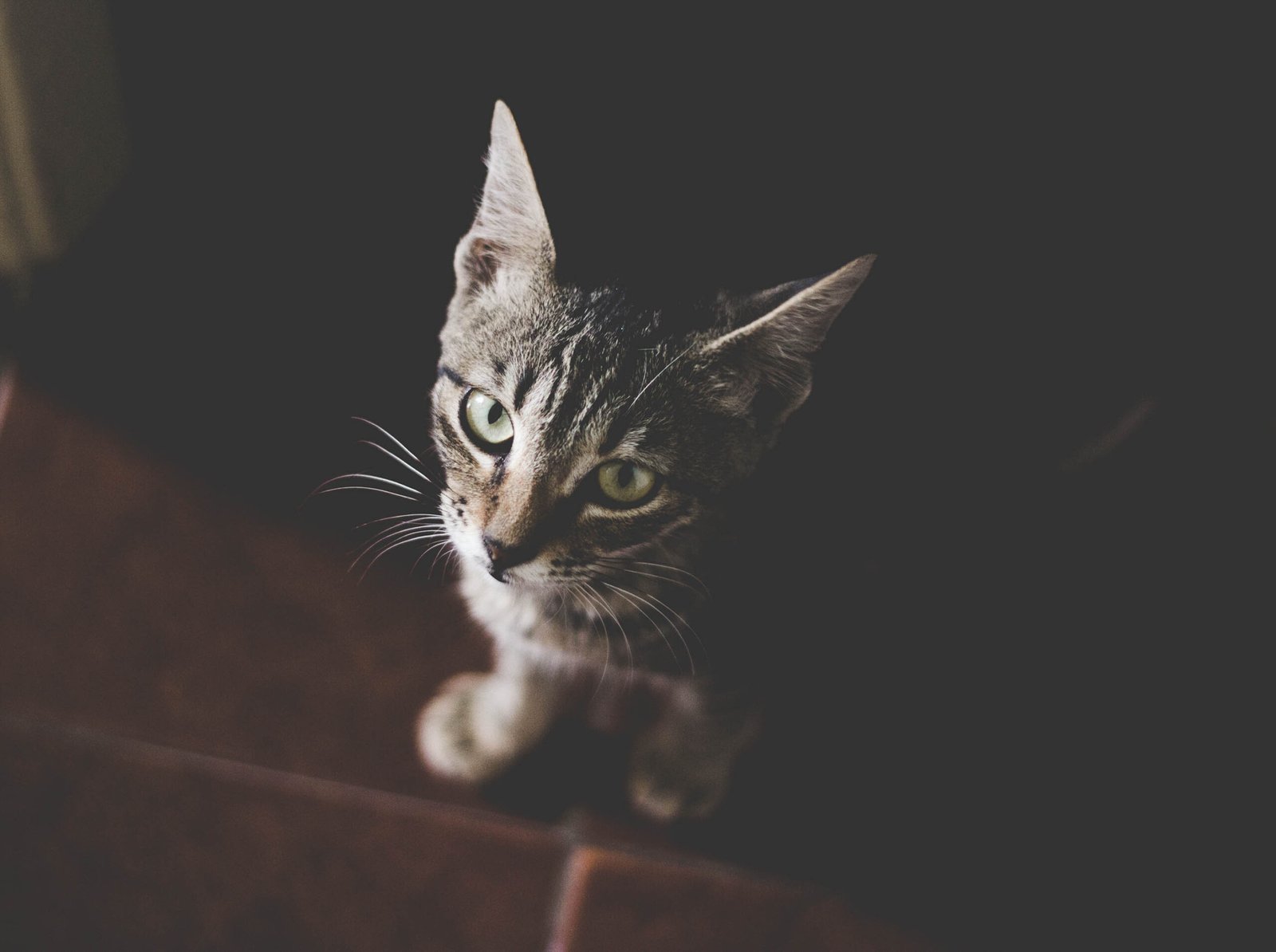 They Wait for You at the Door (image credits: wikimedia)
