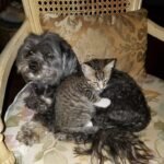 6 Reasons Why Daily Routines Matter to Emotionally Sensitive Cats