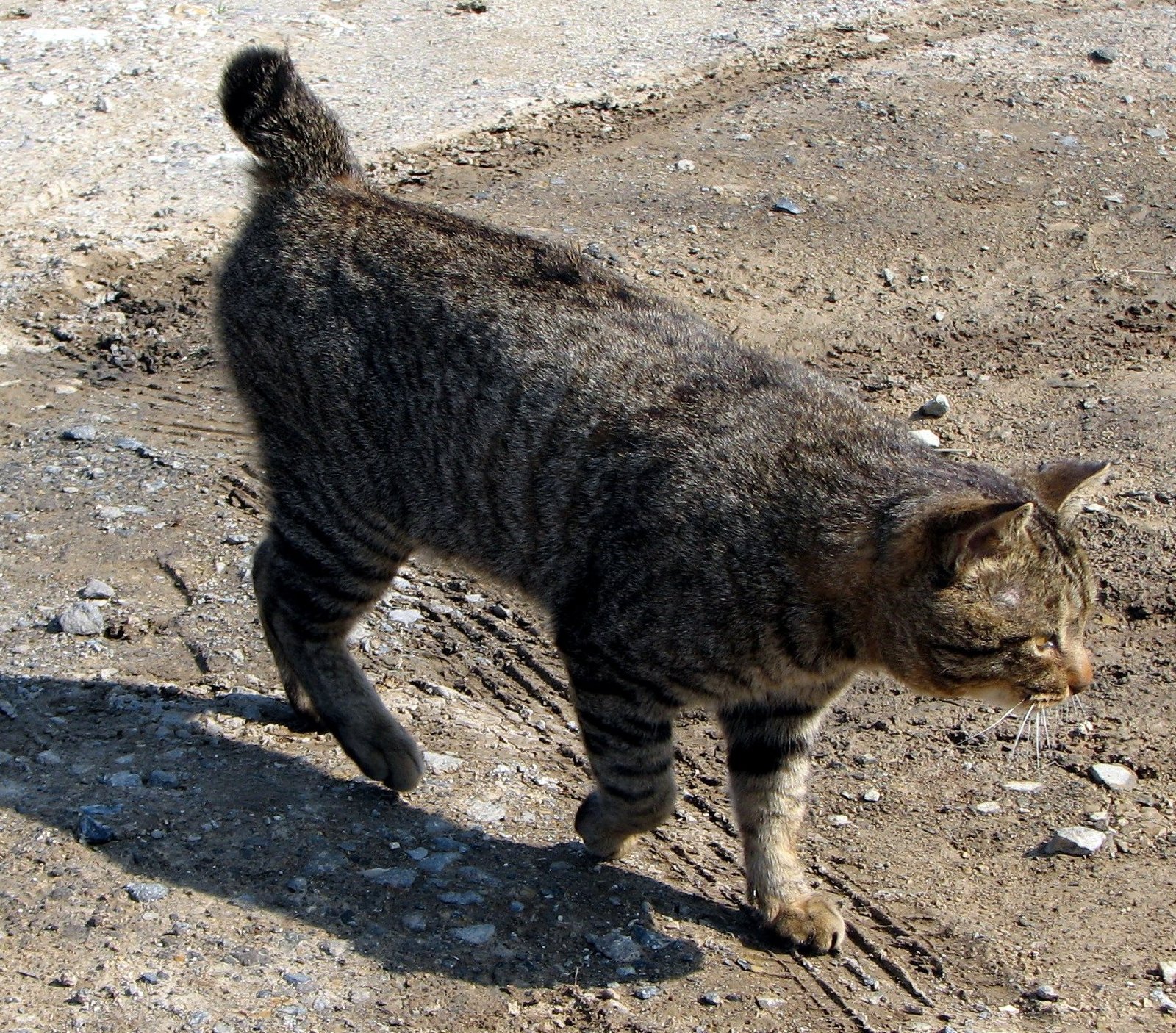 The Enigmatic Origins of the American Bobtail (image credits: wikimedia)