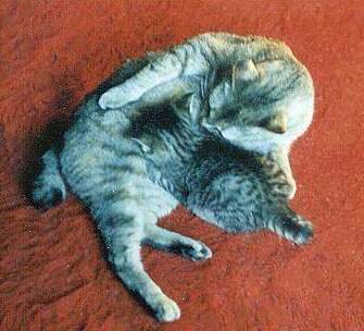 That Signature Bobtail: More Than Just a Look (image credits: wikimedia)