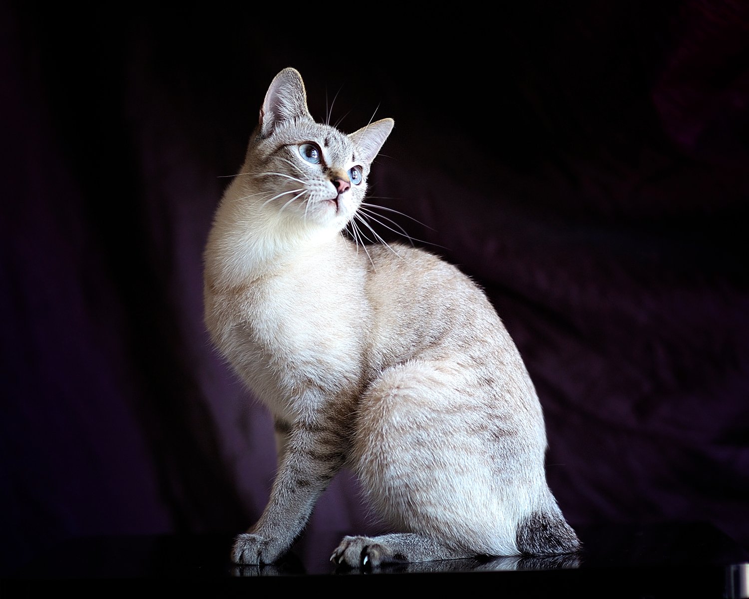 Their Mysterious Disappearance from the Spotlight (image credits: wikimedia)