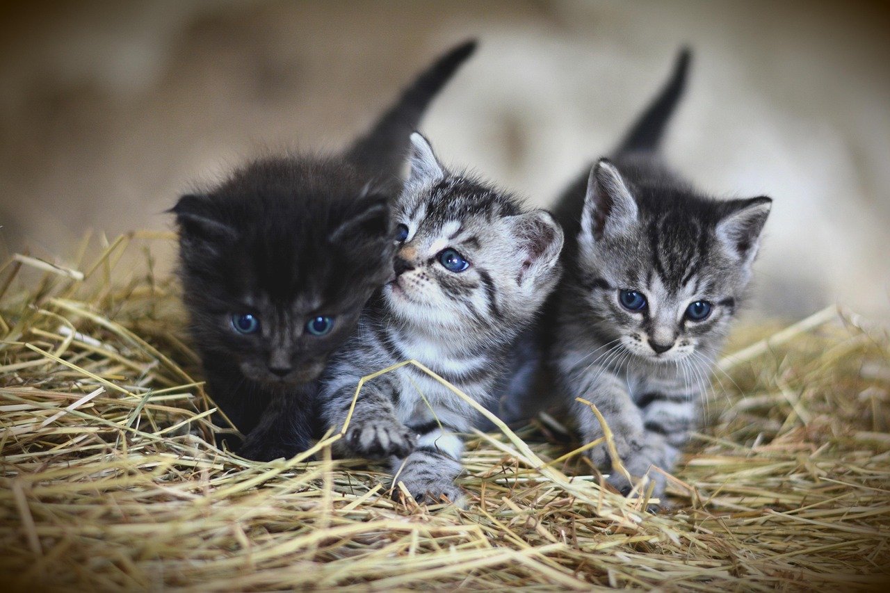 They’re Seeking Entertainment and Play (image credits: pixabay)