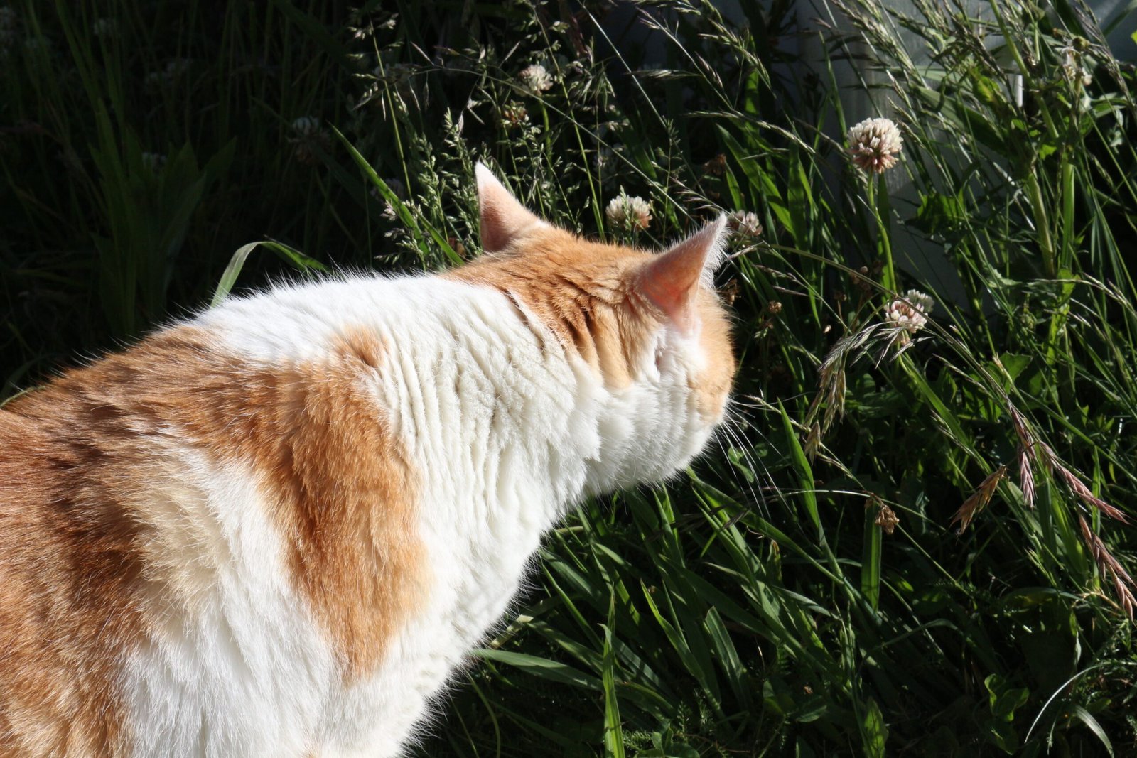 They’re Investigating New Smells and Sounds (image credits: wikimedia)