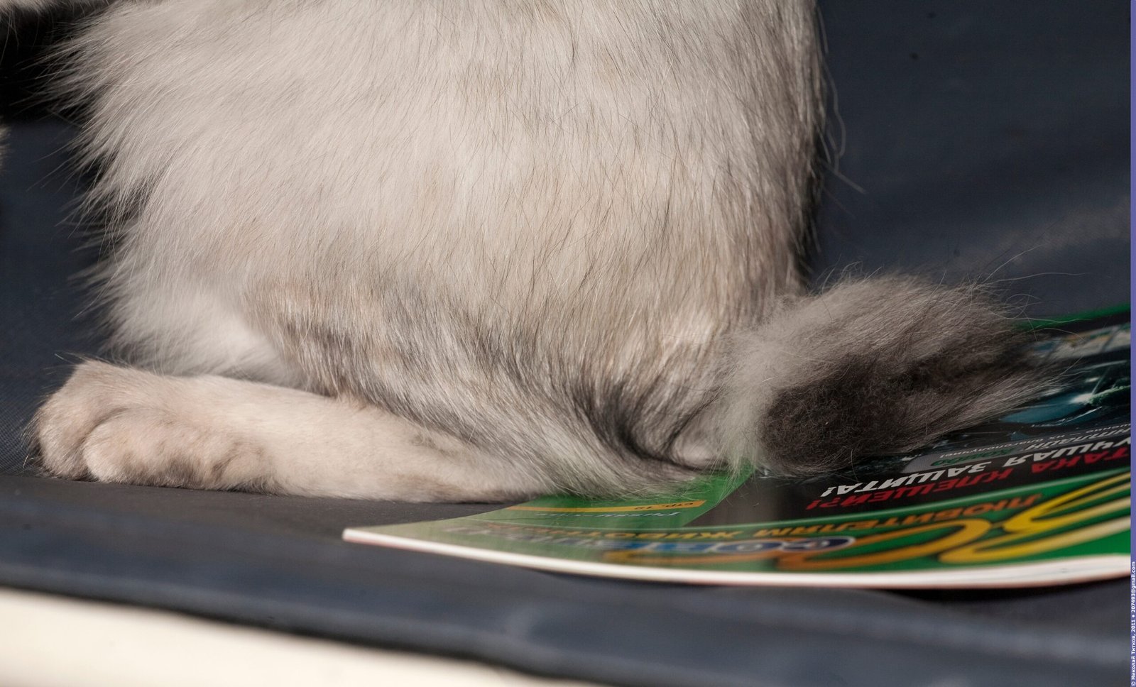 The Unpredictable Nature of Bobtail Litters (image credits: wikimedia)