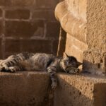8 Signs a Cat Is Grateful You’re in Their Life