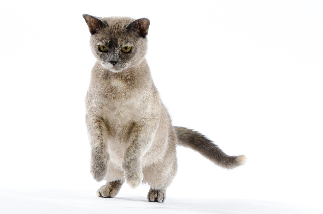 Burmese: The Velcro Cat (image credits: pixabay)